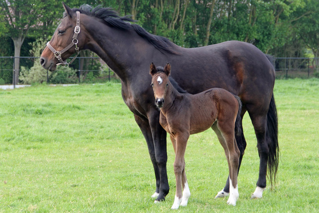 Tamalinde vd Holsteinerhoeve Z
